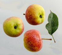 Rubinola æble med blad